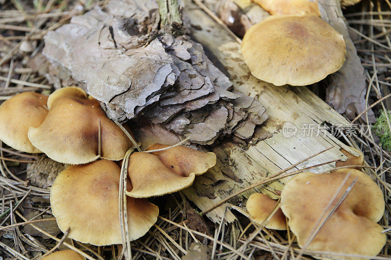 普通锈菌(Gymnopilus penetrans)